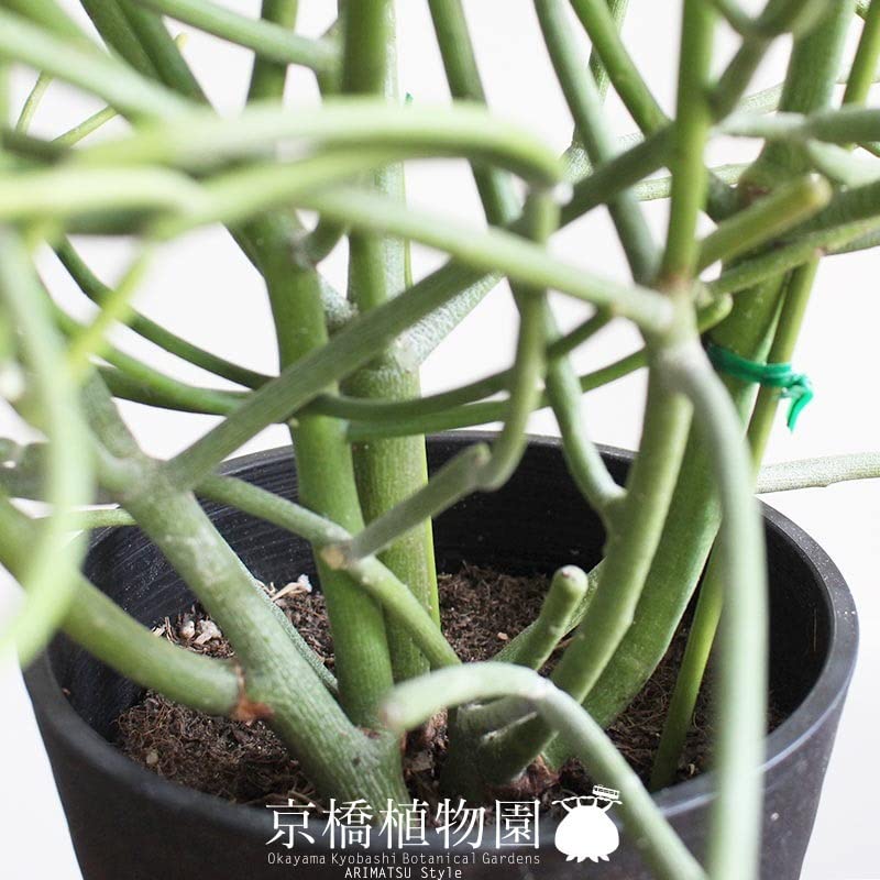 Amazon｜ミルクブッシュ(青珊瑚) 5号（黒鉢）【サンゴみたいな植物
